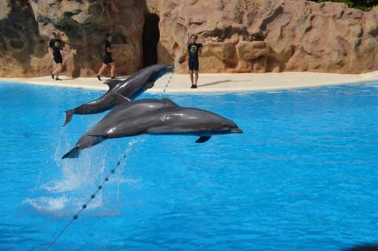 Las Terassas- Playa De Las Americas - Tenerife- Espagne Eksteriør bilde